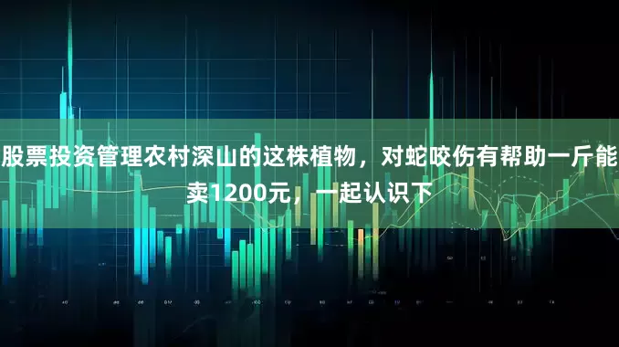 股票投资管理农村深山的这株植物，对蛇咬伤有帮助一斤能卖1200元，一起认识下